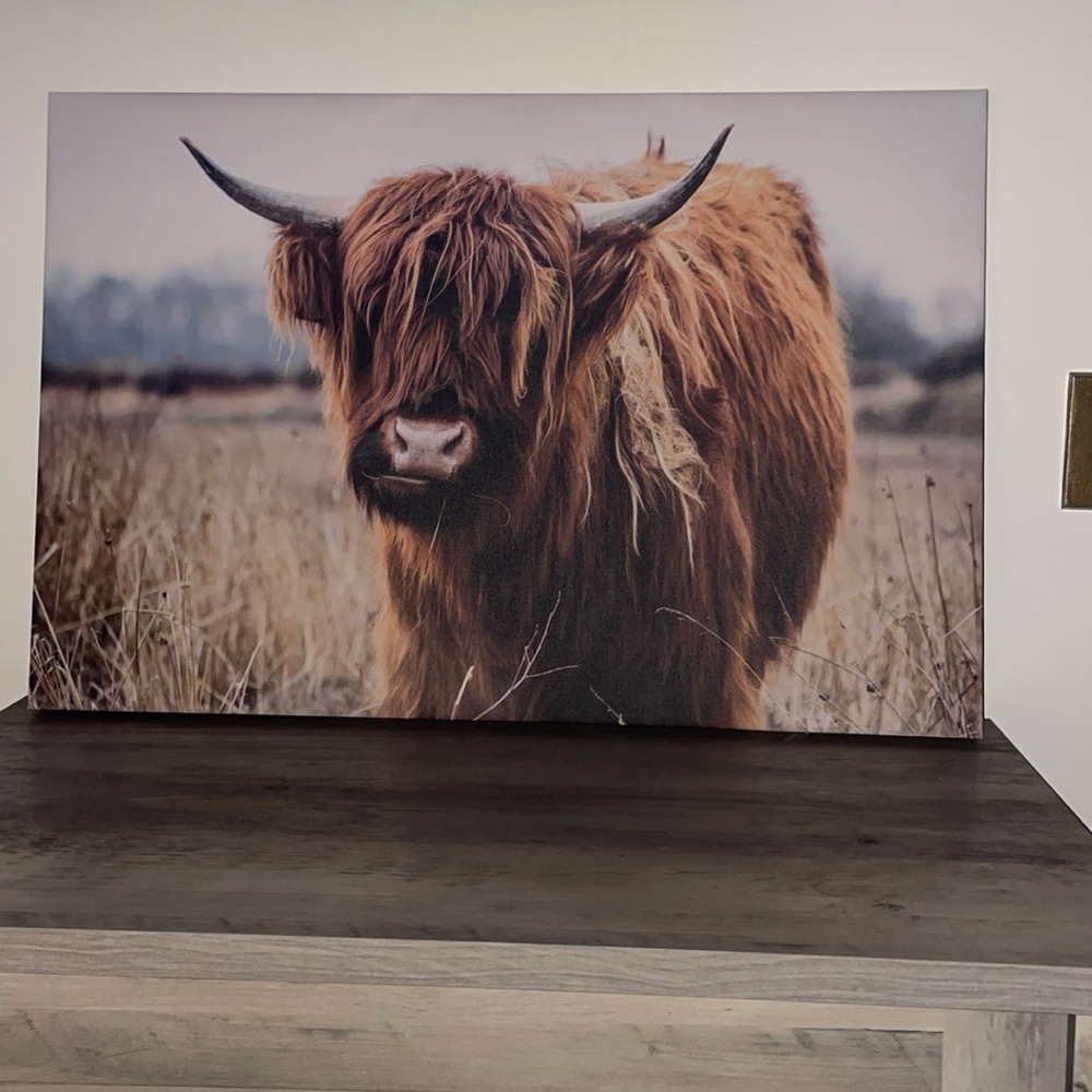 Medium highland cow painting